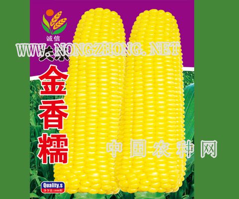 关东金香糯